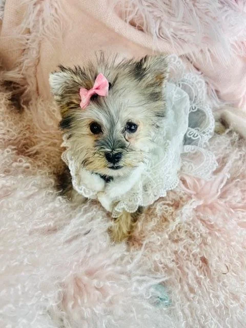 DORAL  FEMALE  MICO MINI SCHNAUZER    $1,950.00   #1577   SOLD