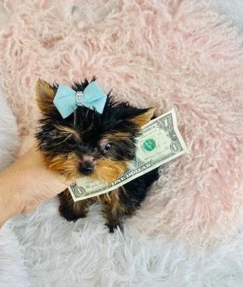 YORKIE PUPPY  GIORGIO    TEACUP/POCKETBOOK  $4,950.00   #181S-7