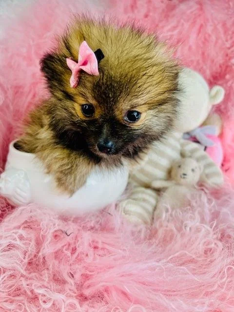 PICKLES   TEACUP  FEMALE  POMERANIAN    $3,950.00   #187