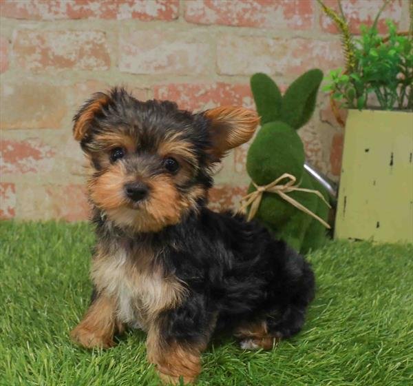 GLENDA     FEMALE   YORKIE PUPPY   $3,050.00   #1573
