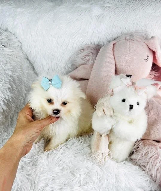 TEACUP MALE POMERANIAN PRECIOUS $5,550.00 #T13784-7