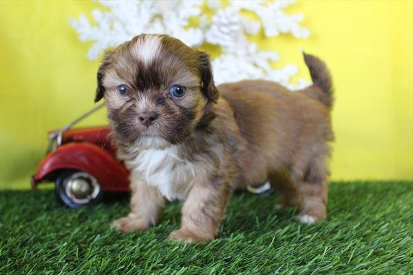 SHIH TZU PUPPIES FOR SALE   FEMALE   SHUGY    $2,550.00   #178
