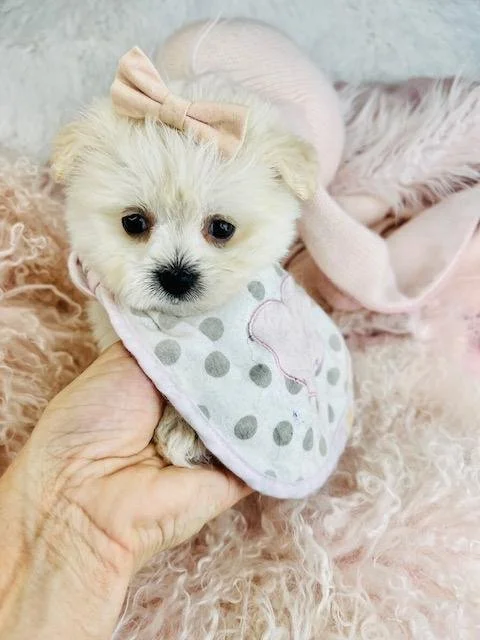 DEMI     FEMALE  POMERANIAN/BICHON $3,950.00   #122-1