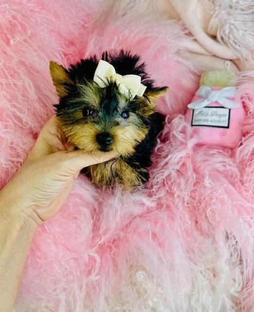 JOHN    YORKIE   TEACUP MALE  $3,550.00   #1821