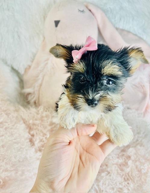 JANET       FEMALE YORKIE PUPPY   $4,550.00  #1572