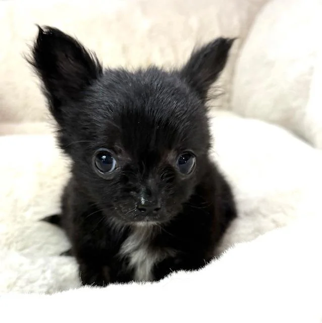 CHIHUAHUA    MALE  TEACUP   CARL     $4,550.00  #1544-4
