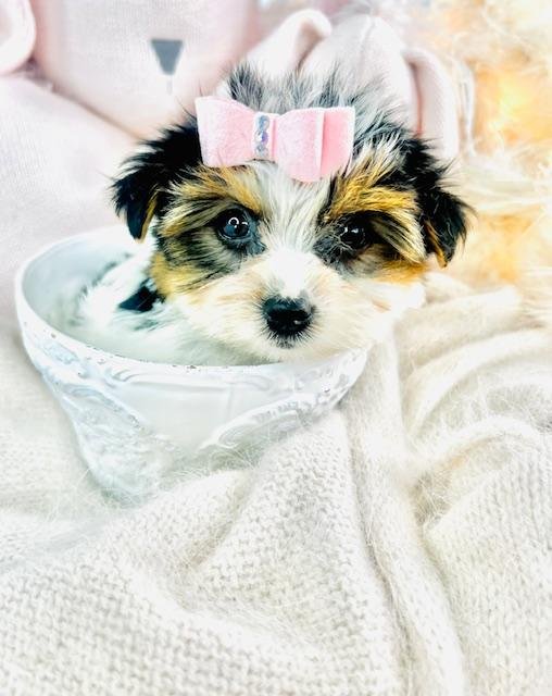 GIORGIA TEACUP/POCKETBOOK YORKIE FEMALE PUPPY $4,950.00 #172588-3