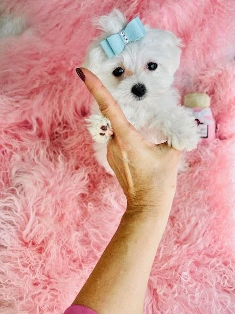 MALTESE PUPPY  MARK        $3,550.00         #1847