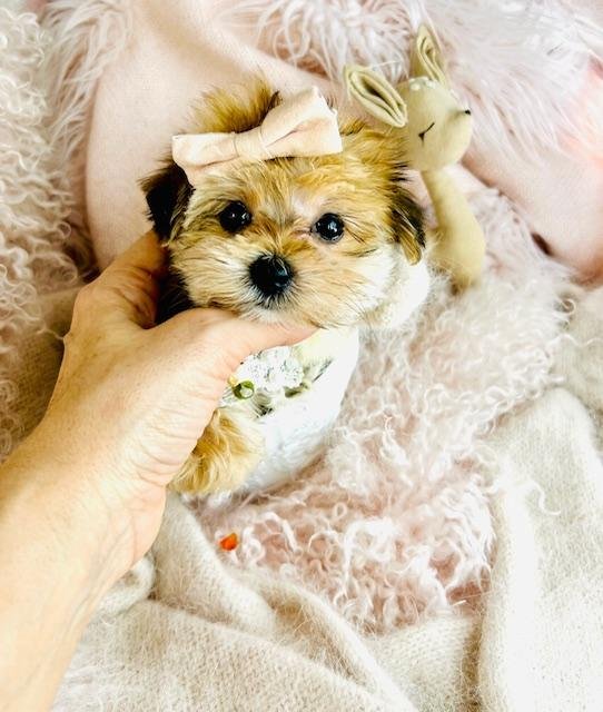 MORKIE  TEACUP   DARLENE    FEMALE    $3,950.00   #14445-4