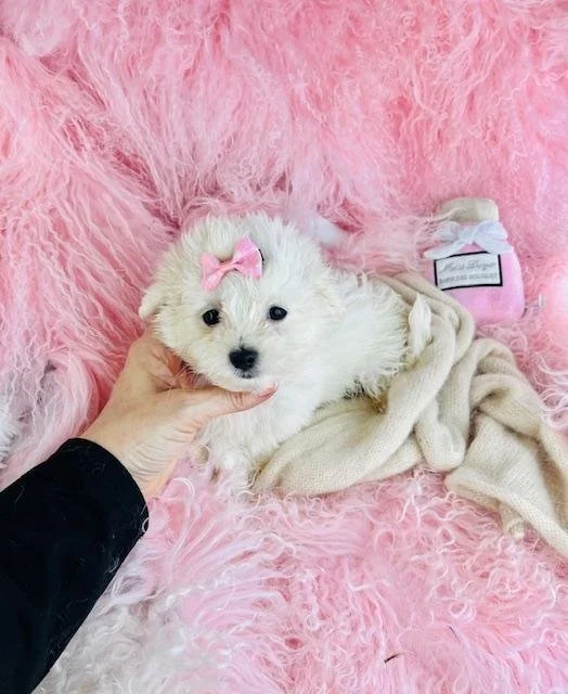 MARY      $3,050.00     MALTESE  FEMALE PUPPY   #21422
