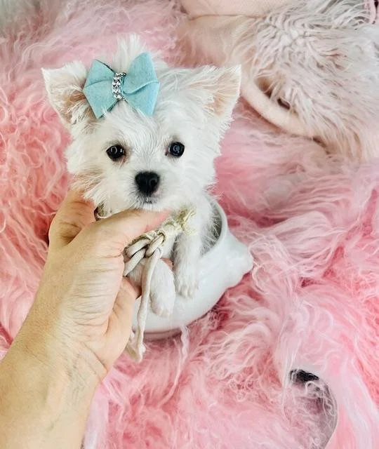 MALTESES    MALE   TEACUP/POCKETBOOK      MAR   $3,950.00  #18