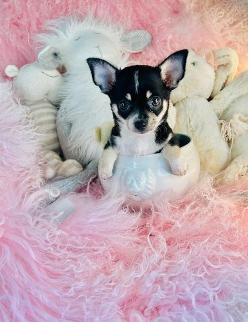 CHIHUAHUA  TEACUP     MALE   CODY    $3,550.00    #1121