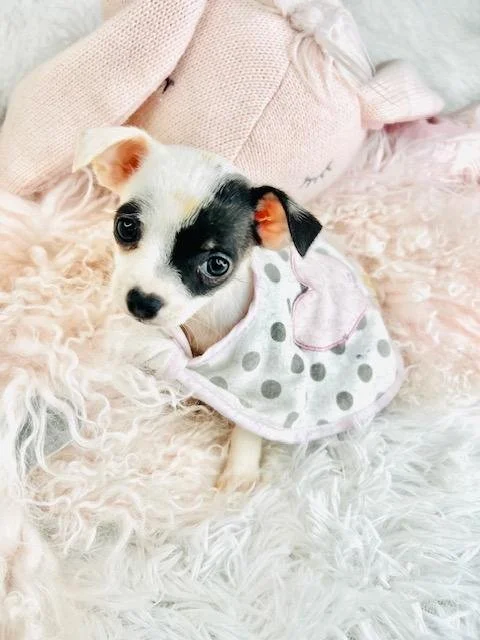 CHIHUAHUA  FEMALE  TEACUP/POCKETBOOK  CIRIUS     $4,550.00   #147-3