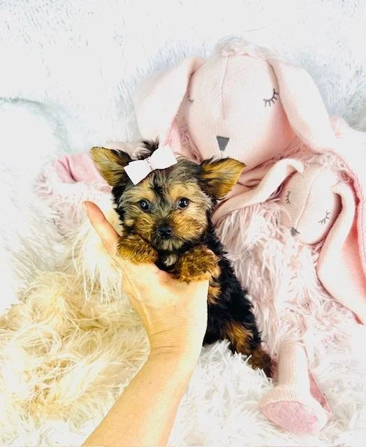 JORJA TEACUP FEMALE YORKSHIRE TERRIER $3,950.00 #122554-4