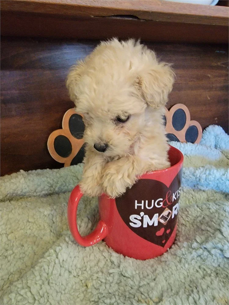 FEMALE   TEACUP  POODLE/POCKETBOOK   PEANUT     $4,950.00    #178   SOLD
