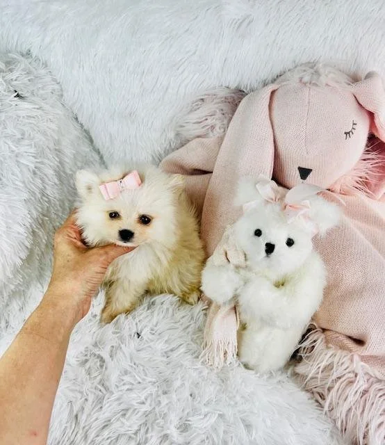 cute pomeranian dog.jpg