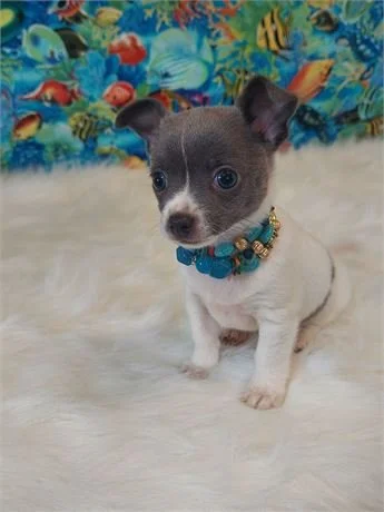 CHIHUAHUA  FEMALE   DOG  CYRUS      $3,050.00      #127