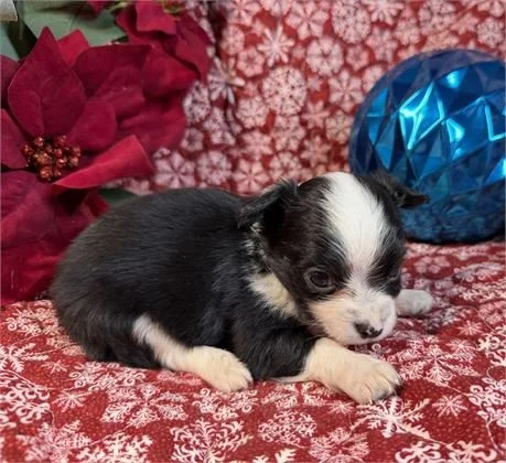 CHIHUAHUA    MALE    CREST   $3,950.00   #1854-8