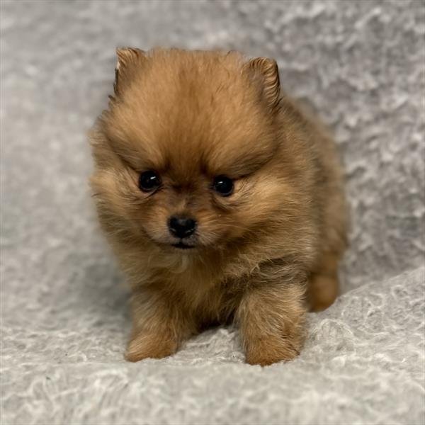 POMERANIAN PUPPIES TEACUP/POCKET PRISCILLA $4,950.00 #T47141-7