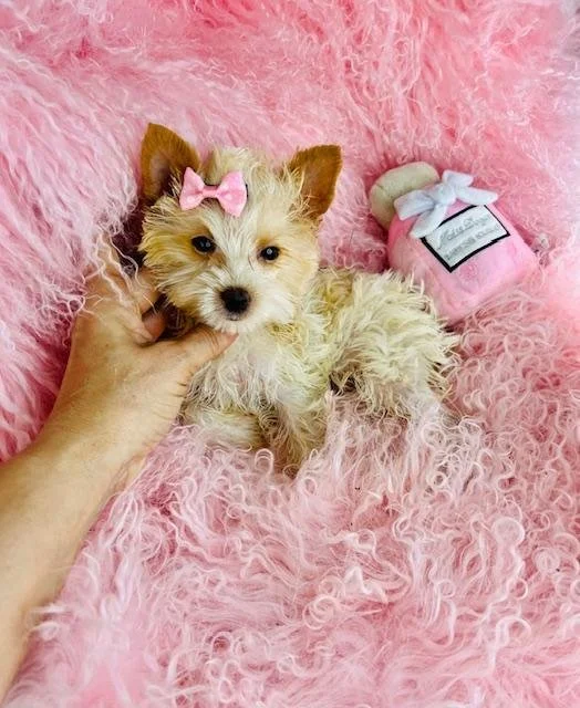 FANNY   TEACUP  YORKSHIRE TERRIER  $3,950.00   #1455