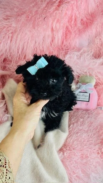 DONNA   YORKIEPOO    FEMALE   $3,550.00   #155   SOLD