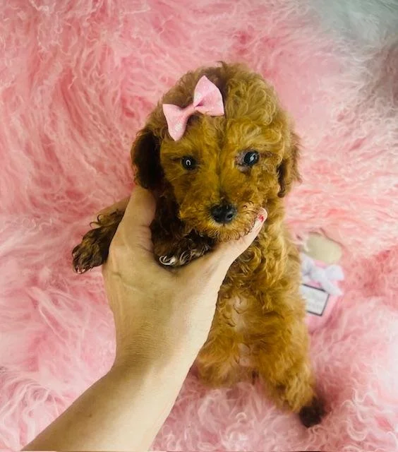 POODLE   POMPOM   FEMALE    $3,950.00         #1274