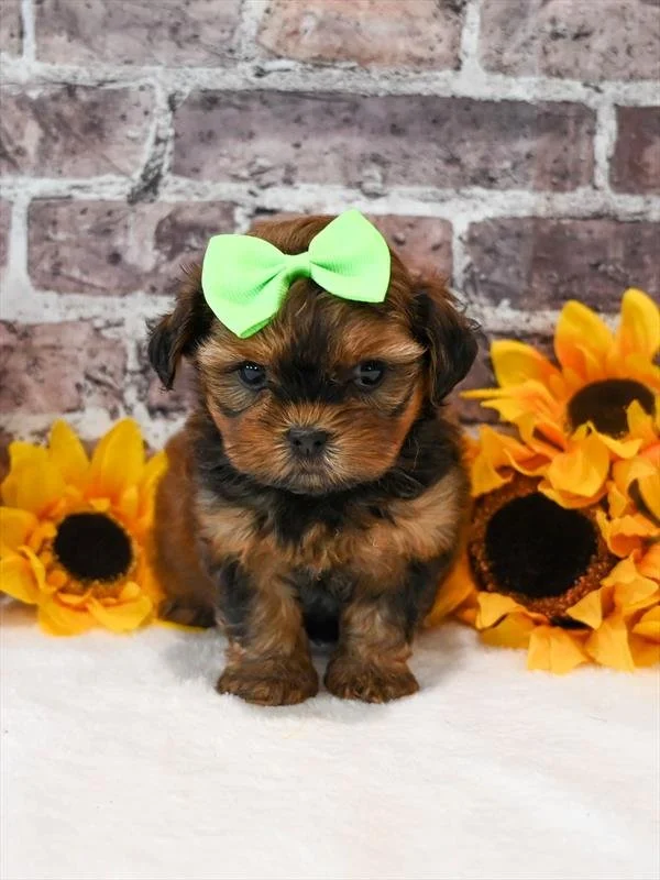 PAULINE  FEMALE  SMALL  SHORKIE    $3,050.00   #2125