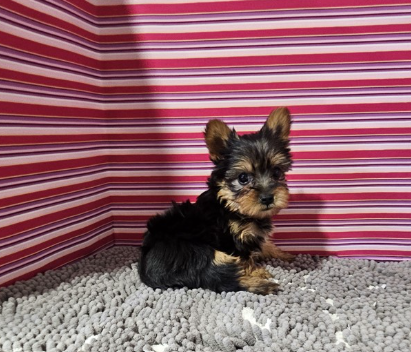 JACKIE     TEACUP  YORKIE   FEMALE PUPPY   $4,550.00   #1442