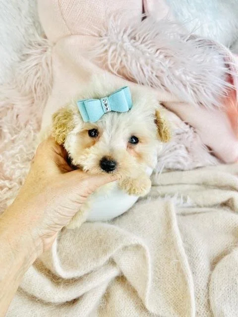 POODLE PUPPIES     TEACUP    PAUL    $3,250.00   #1445-8