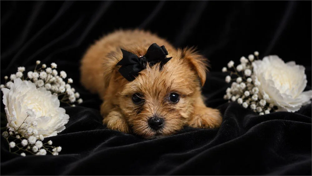 TEACUP  BIEWER YORKIE    GWENN    $3,950.00   #1744