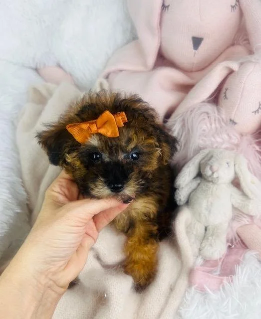 TEACUP/TINY TOY FEMALE POODLE PAM $3,050.00 #1721441-5