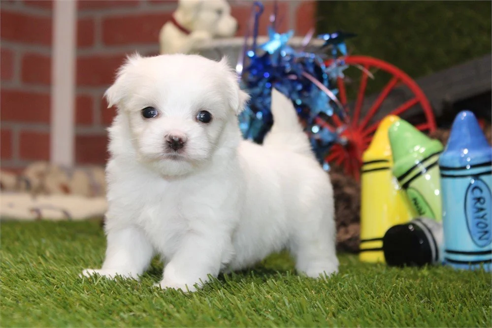 MIST      MALE     $3,050.00   #158