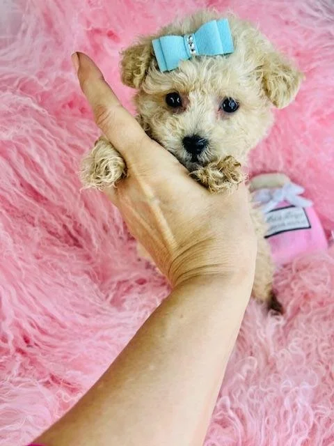 MALE POODLE  PAXEL     $3,950.00    #1489