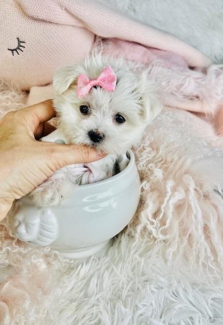 FEMALE MALTESE PUPPY MAISIE         TEACUP   $4,950.00      #T1774-7