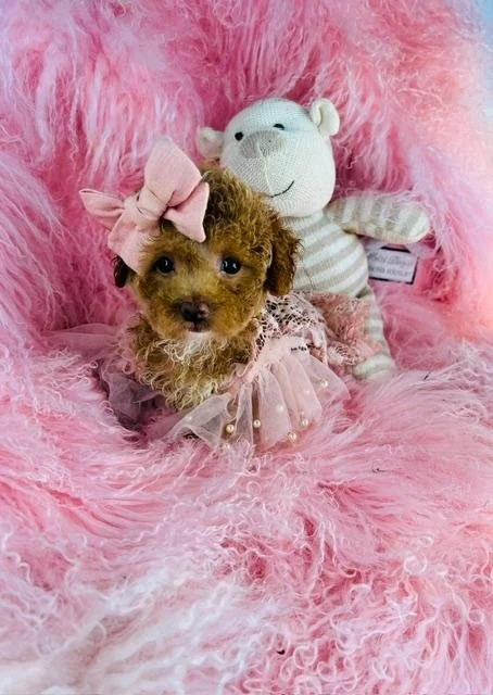 POODLE PUPPIES    TEACUP  FEMALE   PASHA    $3,950.00  #144