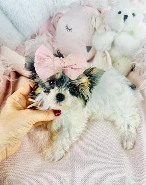 TEACUP/POCKETBOOK JILLIANA BIEWER YORKIE $5,550.00 #T1787-7