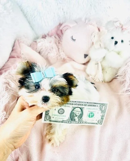 teacup-biewer-yorkie-puppy.jpg