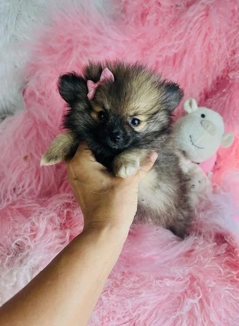 TEACUP  POMERANIAN  POMMY      $3,950.00     #2778