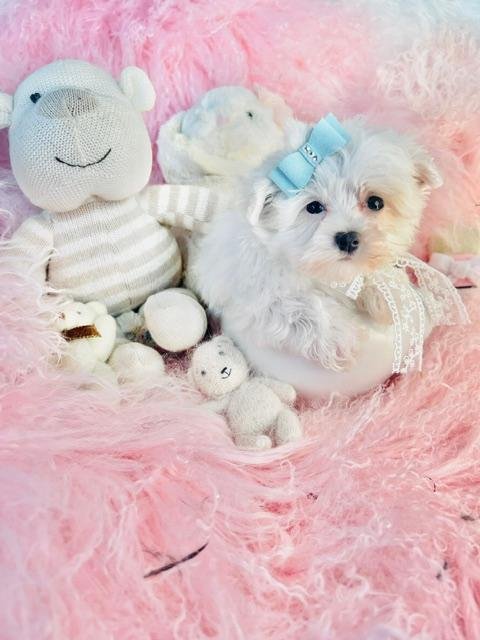 NAT     TEACUP  MALE      $3,550.00    #171