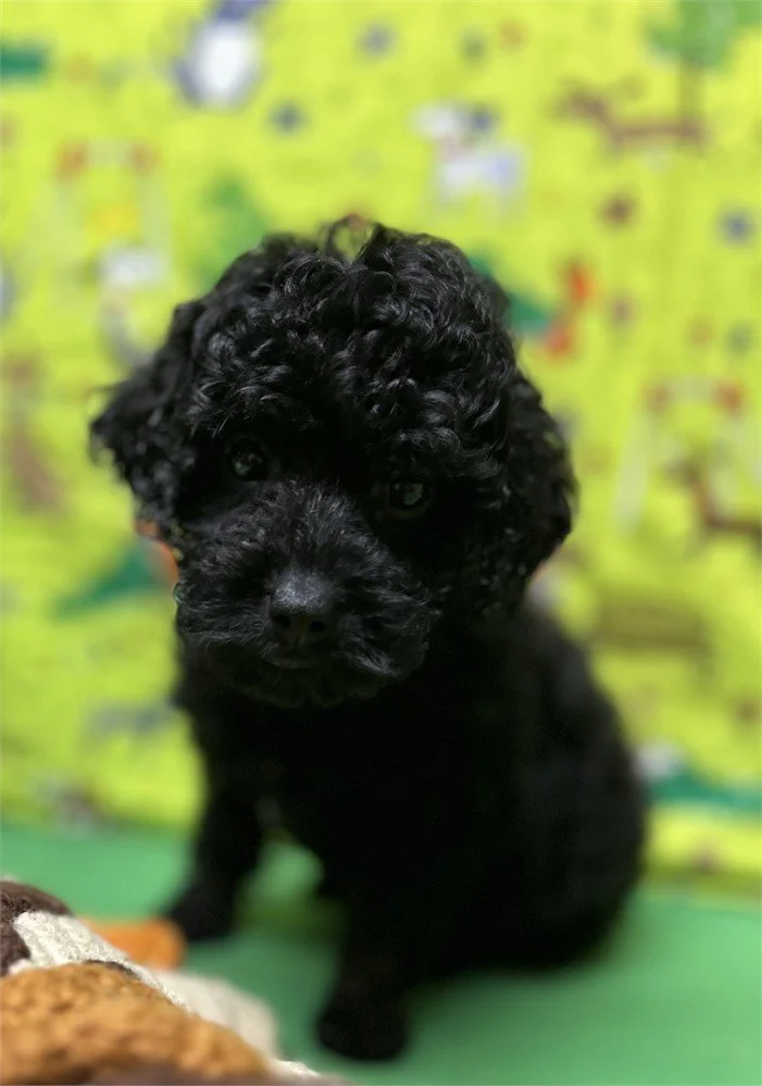 POOLDE GIRL   PEBBLES         $1,950.00         #111