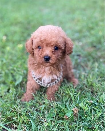 TEACUP/POCKETBOOK MALE POODLE PRINCE $5,550.00 #114784-4