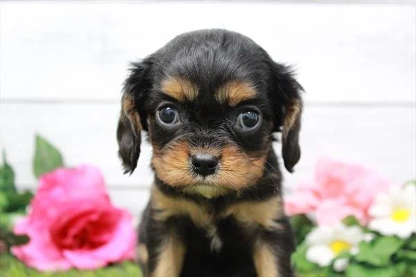PUREBRED CAVALIER KING CHARLES     FEMALE    DELLA  $2,950.00   #1257