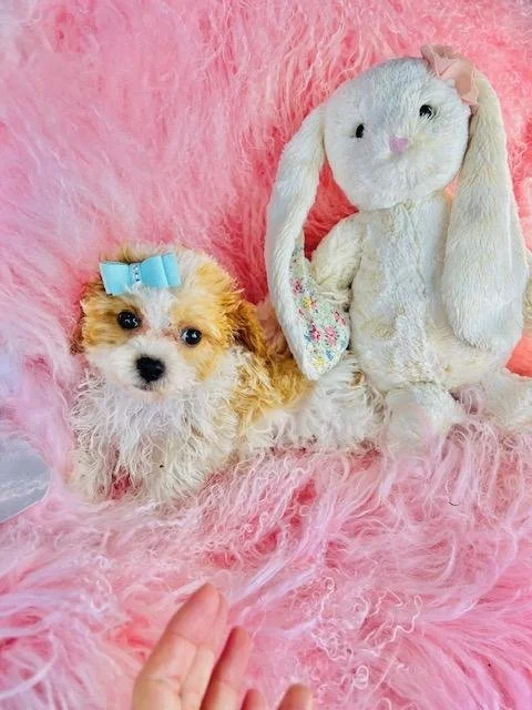 CAVALIER/POODLE     DORY    MALE    $1.950.00    #177