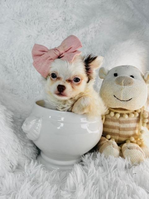 CHIHUAHUA FEMALE TEACUP CHARO $3,550.00 #1547-7