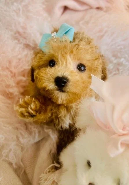 DOR    BICHON / POODLE  MALE   $3,950.00   #1744-4