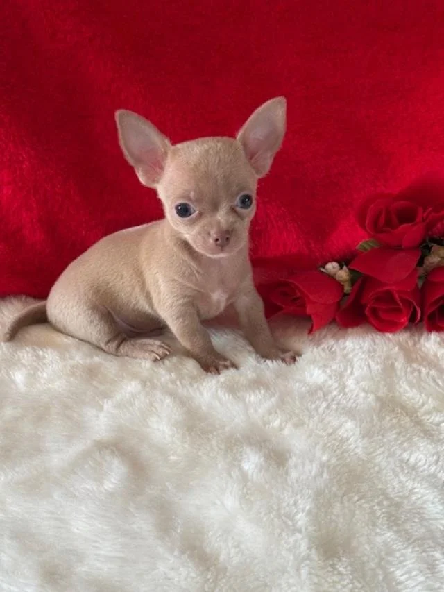 CHIHUAHUA    TEACUP MALE  CRESTOR    $3,950.00   #1255-5