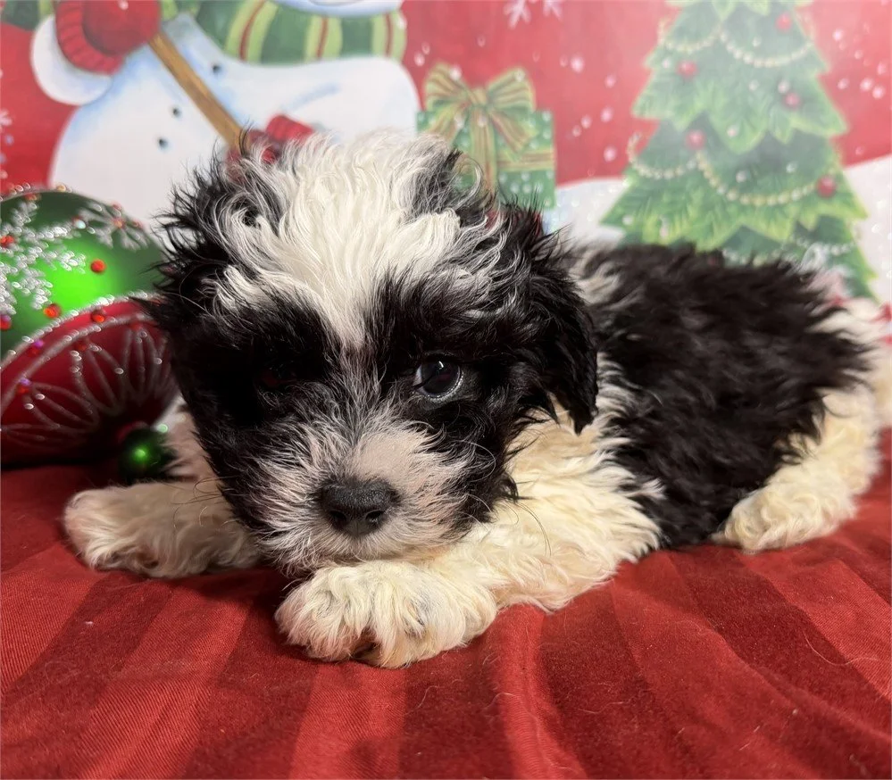 DOT  MALE   TEDDY BEAR  ZUCHON   $2,250.00   #187542-4