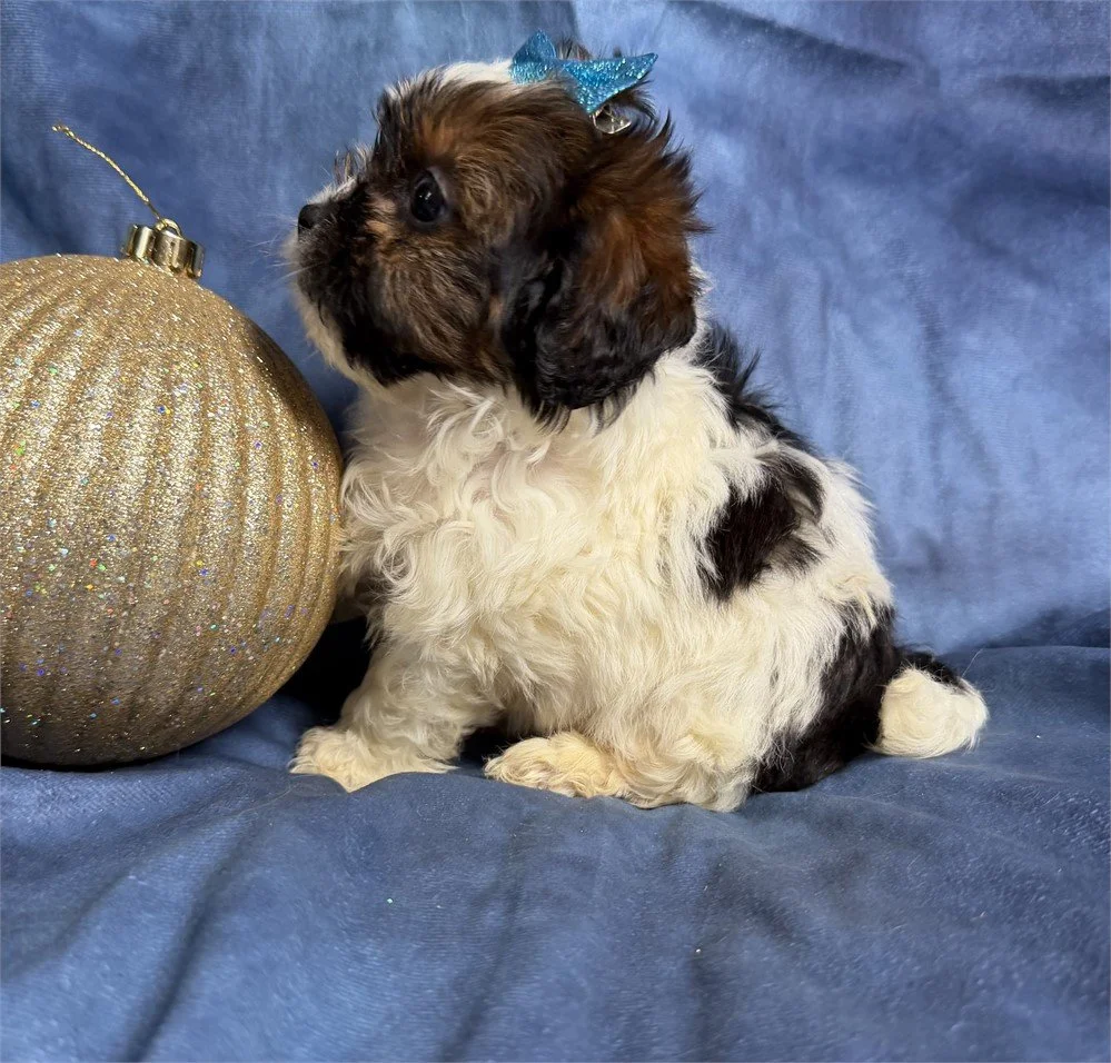 DORA  SHIPOO  SHIH TZU/POODLE  FEMALE $3,050.00  #15454-4