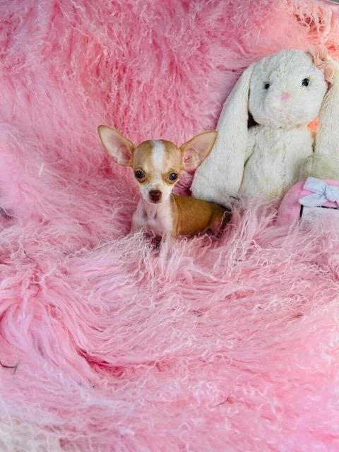 CHIHUAHUA  MALE  TEACUP    CHAN  $3,550.00    #1273