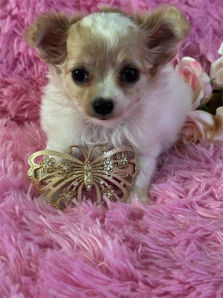 CHIHUAHUA TEACUP/POCKETBOOK  FEMALE   CIRY    $3,950.00   #174